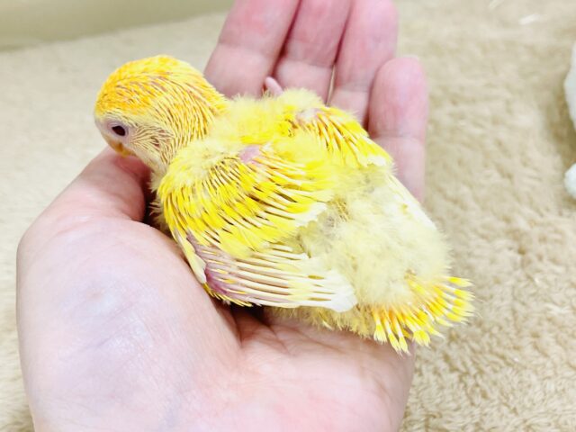 コザクラインコ（小桜インコ）
