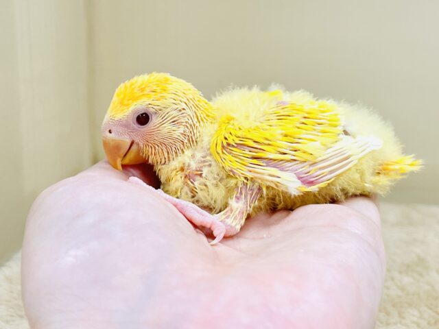 コザクラインコ（小桜インコ）