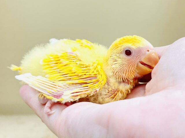 コザクラインコ（小桜インコ）
