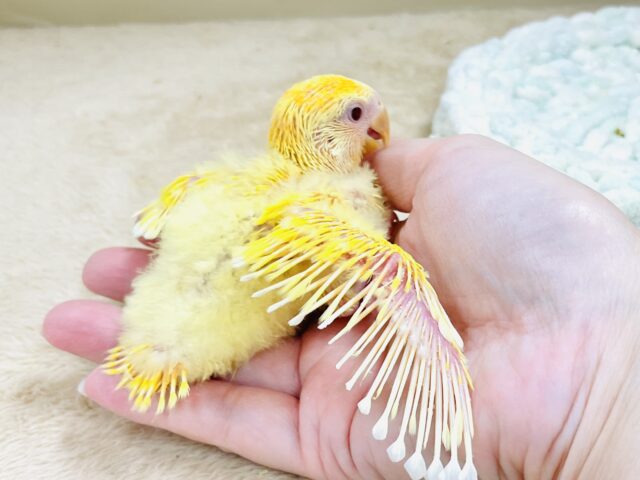 コザクラインコ（小桜インコ）