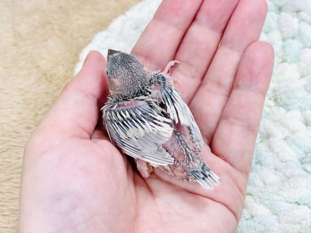 シルバー文鳥