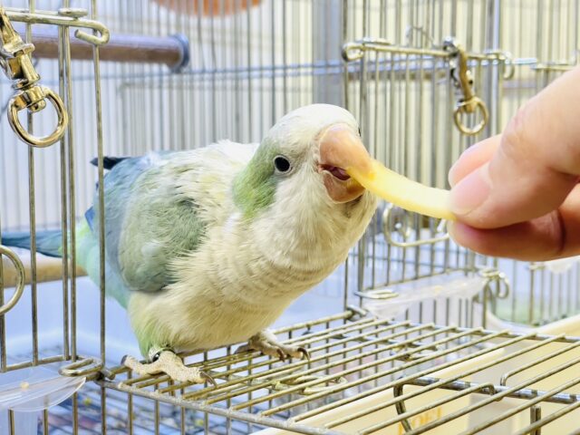 オキナインコ