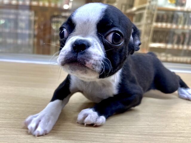 ボストンテリア