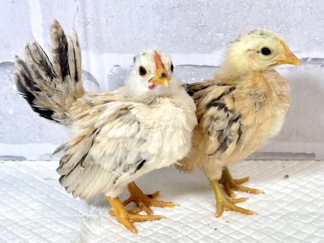 セラマ 中ビナ 🐥🐥🐥 セラマ