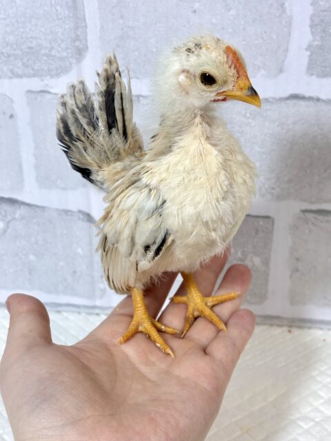 セラマ 中ビナ 🐥🐥🐥 セラマ