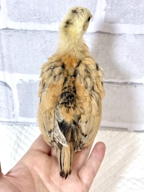 セラマ 中ビナ 🐥🐥🐥 セラマ