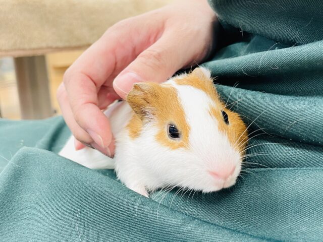 イングリッシュモルモット