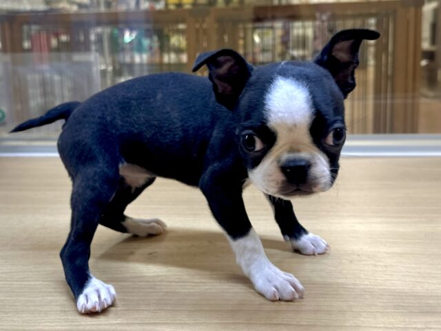 ボストンテリア