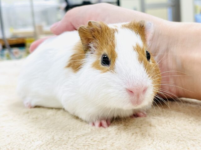 イングリッシュモルモット