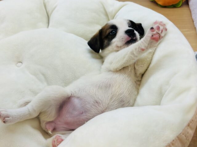 ジャックラッセルテリア