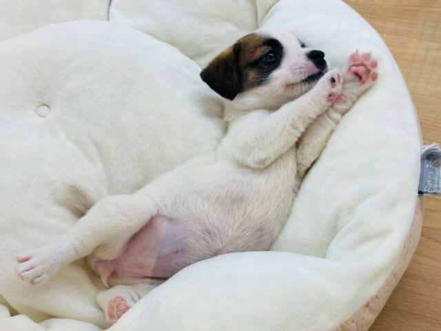 ジャックラッセルテリア