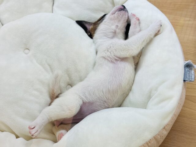 ジャックラッセルテリア