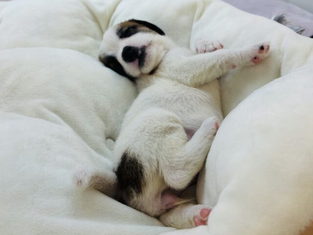 ジャックラッセルテリア