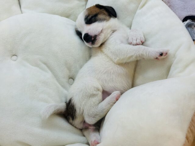 ジャックラッセルテリア