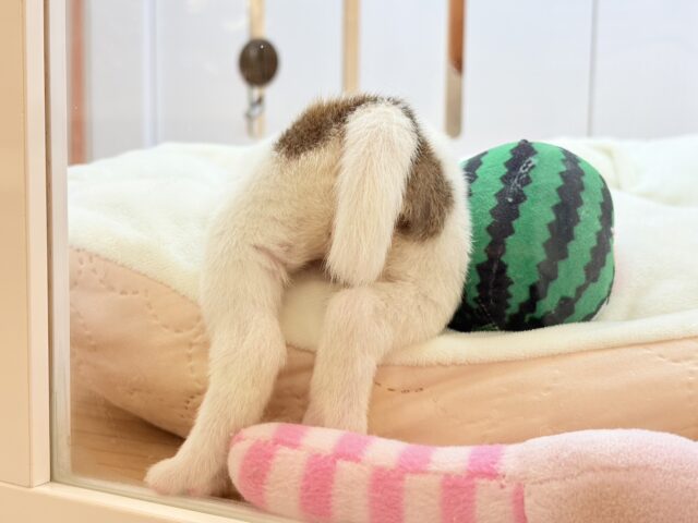 ジャックラッセルテリア