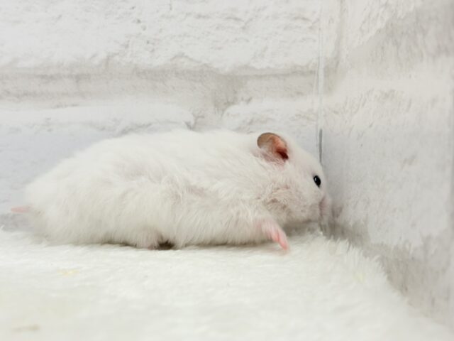 ゴールデンハムスター