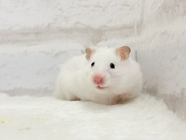 ゴールデンハムスター