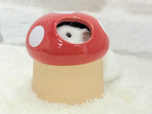 ゴールデンハムスター