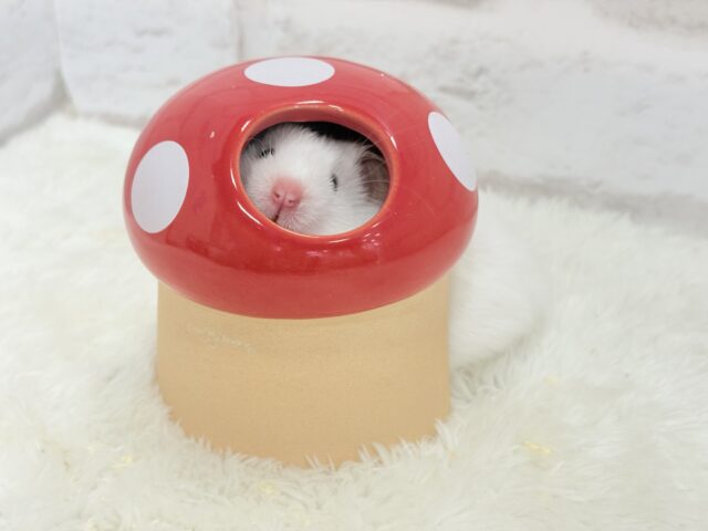 ゴールデンハムスター