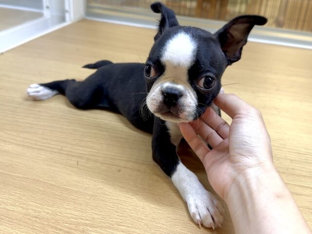 ボストンテリア