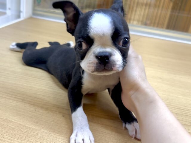 ボストンテリア