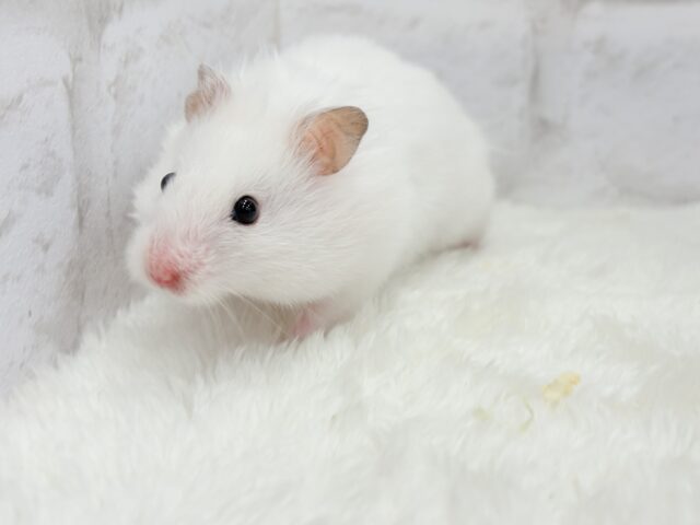 ゴールデンハムスター