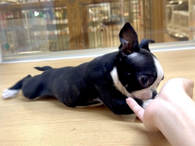 ボストンテリア