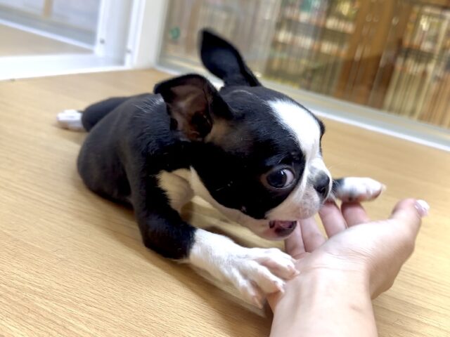 ボストンテリア