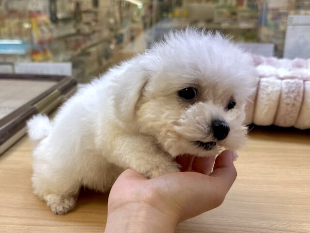 ビションフリーゼ