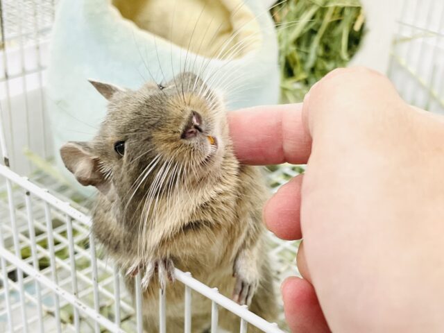 【最新画像】カキカキ大好き❣️デグーのノーマルちゃん‼️(デグー)(ノーマル) デグー