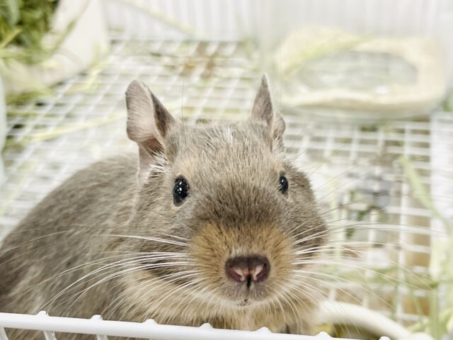 【最新画像】カキカキ大好き❣️デグーのノーマルちゃん‼️(デグー)(ノーマル) デグー