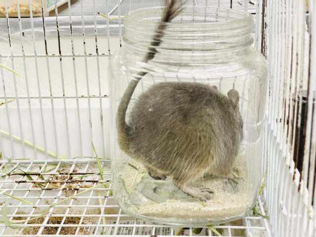 【最新画像】カキカキ大好き❣️デグーのノーマルちゃん‼️(デグー)(ノーマル) デグー