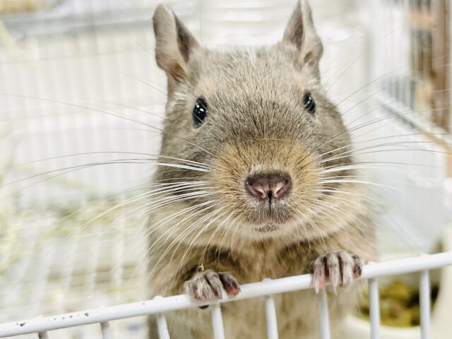 【最新画像】カキカキ大好き❣️デグーのノーマルちゃん‼️(デグー)(ノーマル) デグー