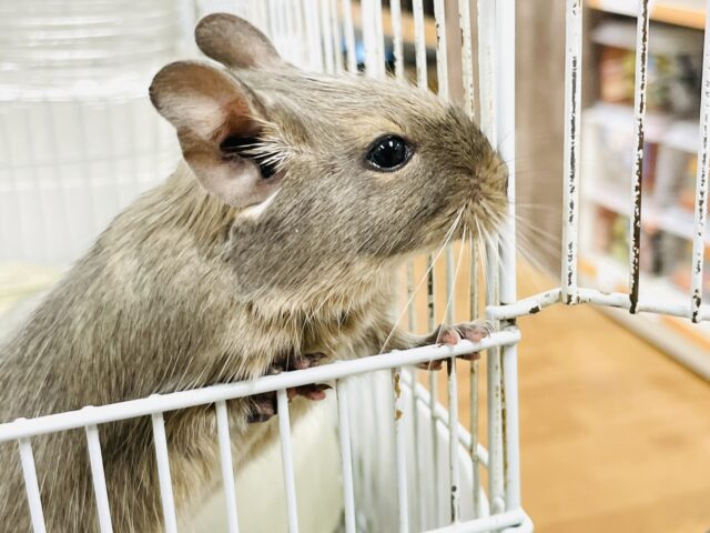 【最新画像】カキカキ大好き❣️デグーのノーマルちゃん‼️(デグー)(ノーマル) デグー