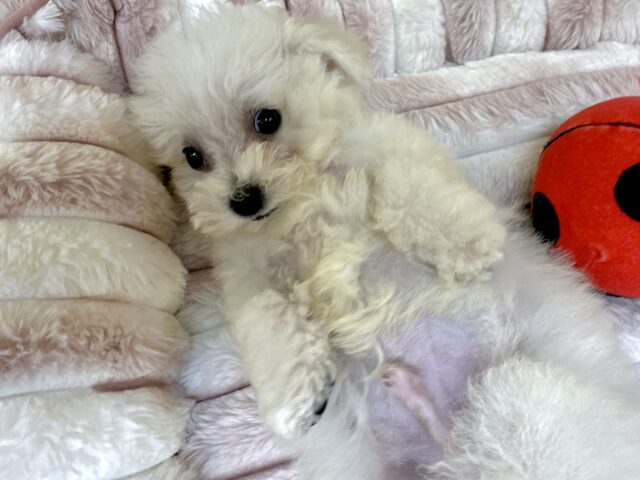 ビションフリーゼ