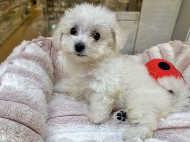 ビションフリーゼ