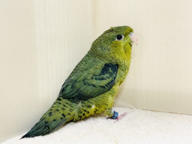 【最新画像】元気いっぱい登場💚サザナミインコ(ダークグリーン) サザナミインコ