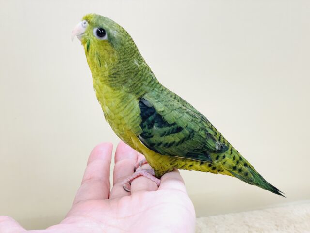 【最新画像】元気いっぱい登場💚サザナミインコ(ダークグリーン) サザナミインコ