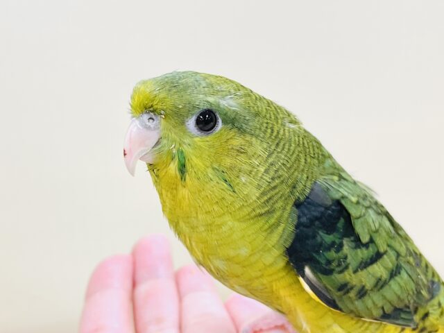 【最新画像】元気いっぱい登場💚サザナミインコ(ダークグリーン) サザナミインコ