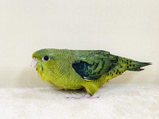 【最新画像】元気いっぱい登場💚サザナミインコ(ダークグリーン) サザナミインコ