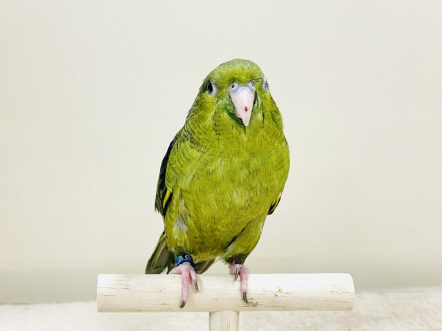 【最新画像】元気いっぱい登場💚サザナミインコ(ダークグリーン) サザナミインコ
