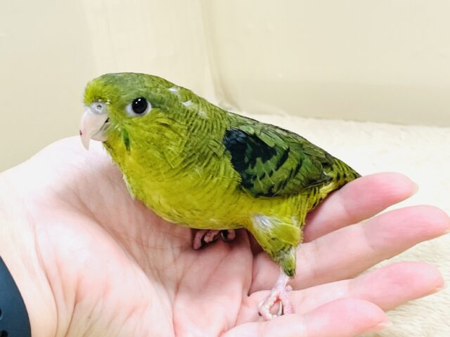 【最新画像】元気いっぱい登場💚サザナミインコ(ダークグリーン) サザナミインコ