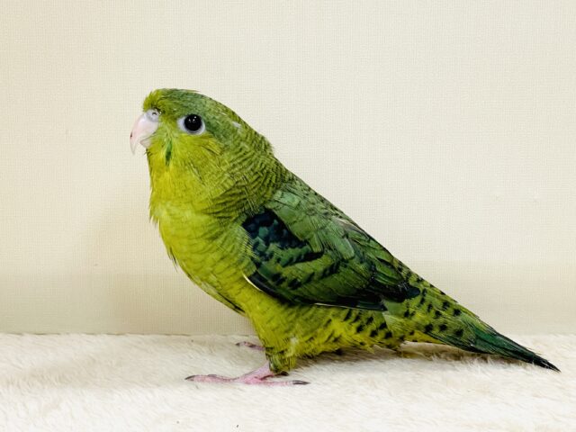 【最新画像】元気いっぱい登場💚サザナミインコ(ダークグリーン) サザナミインコ