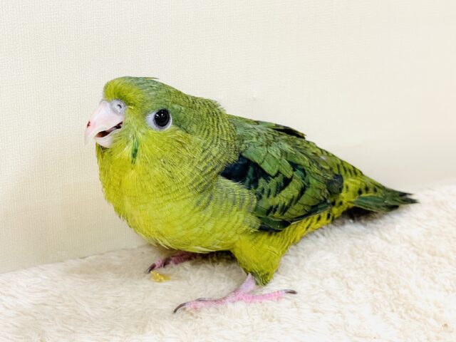 【最新画像】元気いっぱい登場💚サザナミインコ(ダークグリーン) サザナミインコ