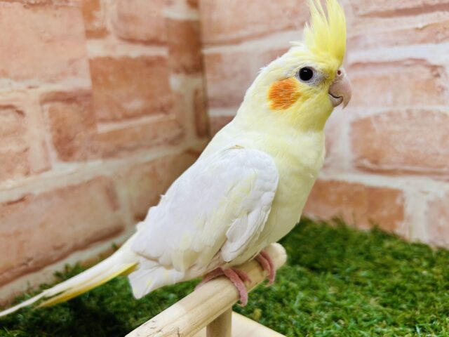 オカメインコ