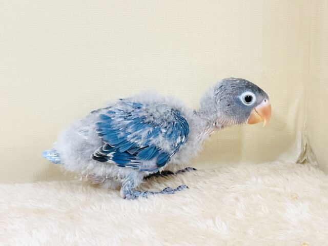 ブルーボタンインコ