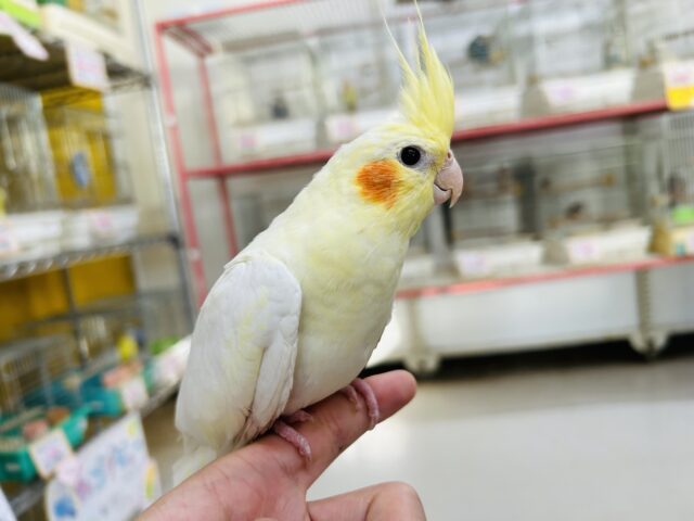 オカメインコ