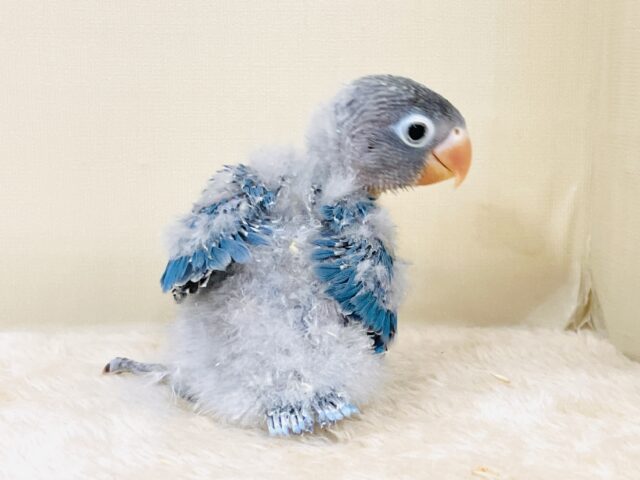 ブルーボタンインコ