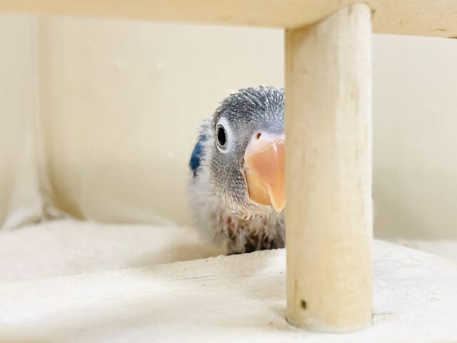 ブルーボタンインコ