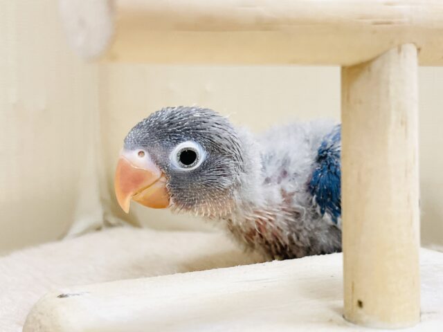 ブルーボタンインコ